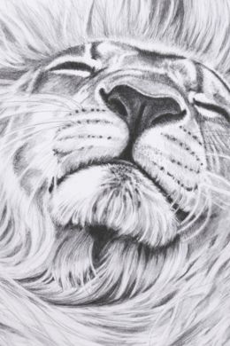 Голова льва рисунок карандашом