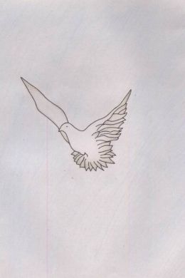 Птица в полете рисунок карандашом
