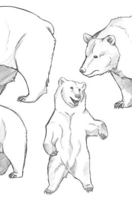 Медведь карандашом поэтапно