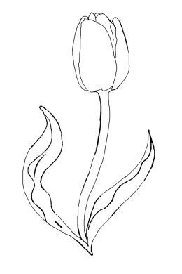 Тюльпаны нарисованные карандашом