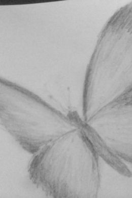 Бабочка простым карандашом