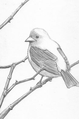 Птица нарисованная карандашом