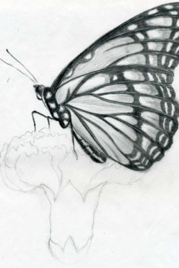 Бабочки нарисованные карандашом