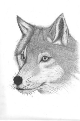 Голова волка рисунок карандашом