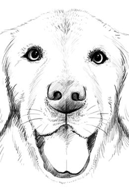 Собака рисунок карандашом для детей