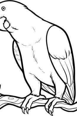 Рисунок карандашом попугай
