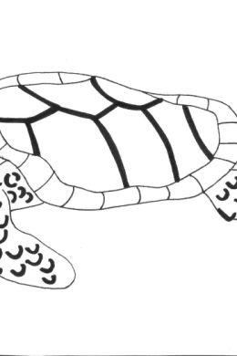 Рисунок черепаха карандашом для детей