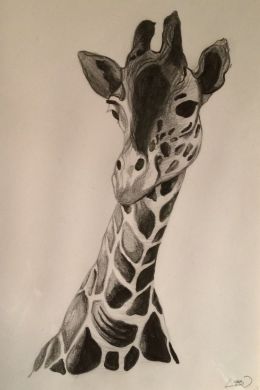 Рисунок карандашом жираф для детей