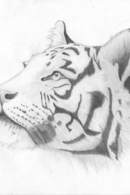 Рисунки тигра для срисовки легкие и красивые