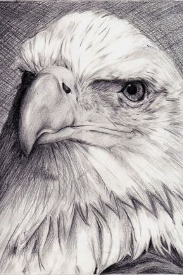 Рисунок орла карандашом для срисовки