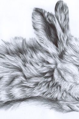 Кролик карандашом для детей рисунок