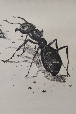 Рисунок карандашом муравей