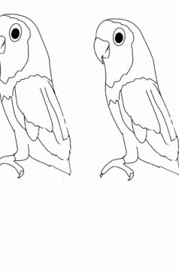 Рисунок попугай для детей карандашом