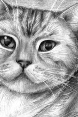 Рисунки кошек для срисовки легкие и красивые