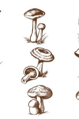 Рисунки для срисовки грибочки
