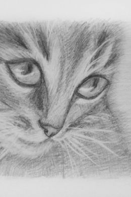 Котенок карандашом рисунок для срисовки