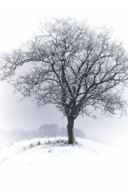 Зимнее дерево трафарет