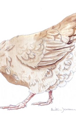 Рисунок курица для детей