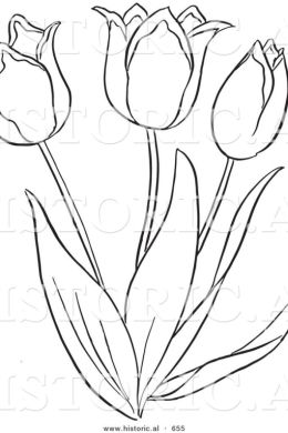 Рисунки для срисовки тюльпанов
