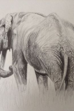 Рисунок карандашом для срисовки слона