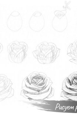 Рисунок розы поэтапно