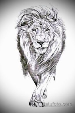 Рисунок для срисовки карандашом лев