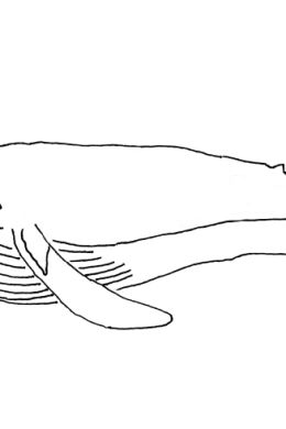 Рисунок карандашом кит для детей