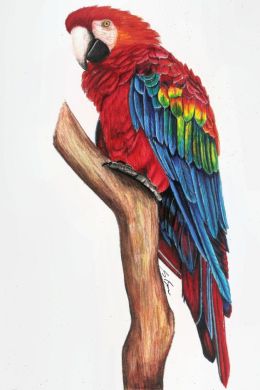 Рисунок попугая для детей
