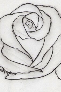 Рисунок розы карандашом для срисовки легкие