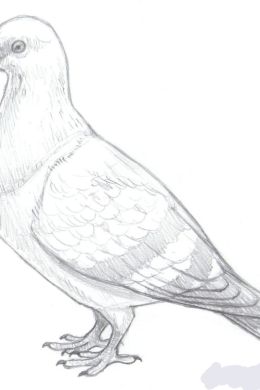 Рисунок голубя для детей