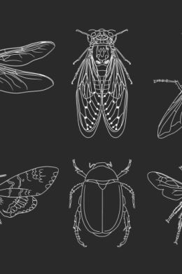 Рисунок насекомые карандашом