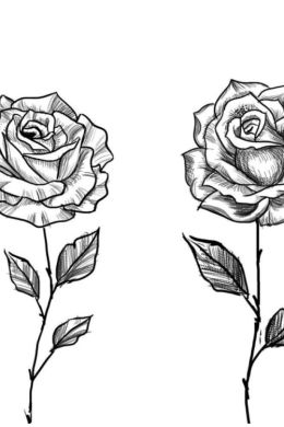 Легкие рисунки розы