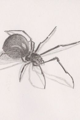 Рисунок паука для срисовки карандашом