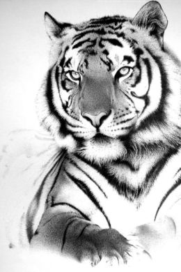 Легкие рисунки тигров