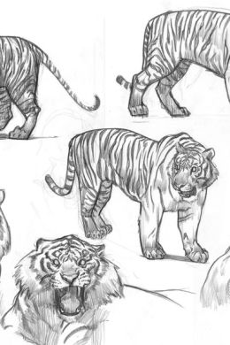 Рисунок амурского тигра карандашом для детей