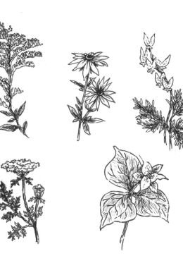 Зарисовки травянистых растений