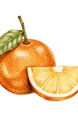 Апельсин рисунок акварелью
