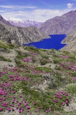 Живопись таджикистана