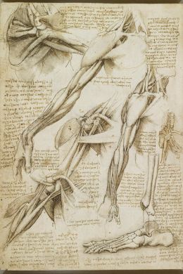 Леонардо да винчи анатомические зарисовки