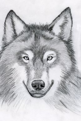 Легкий рисунок карандашом волк