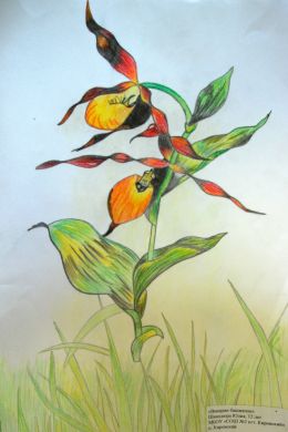 Венерин башмачок рисунок для детей