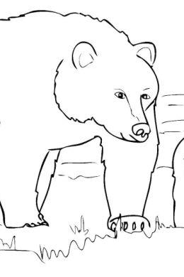 Медведь бурый рисунок для детей