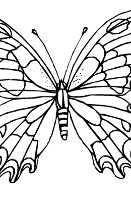 Рисунок бабочки для раскрашивания