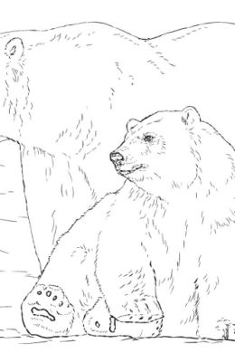 Медведь рисунок для детей раскраска