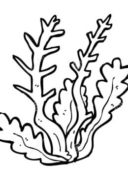 Рисунок водоросли для детей