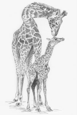 Скетч жираф