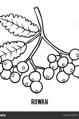 Рисунок гроздь рябины для детей