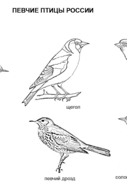 Рисунок перелетные птицы для детей