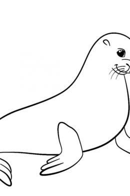 Морской котик рисунок для детей