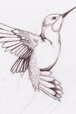Рисунок колибри для детей